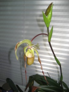 paph paphiopedilum in bloom