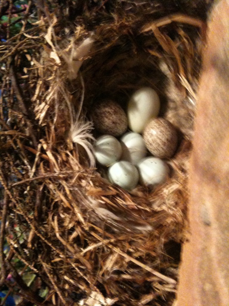 nest