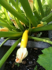 Yellow Squash Yellow Squash
