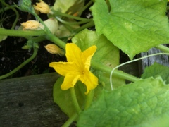 Cucumbers Cucumbers