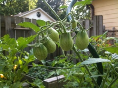 Grape Tomatoes Grape Tomatoes