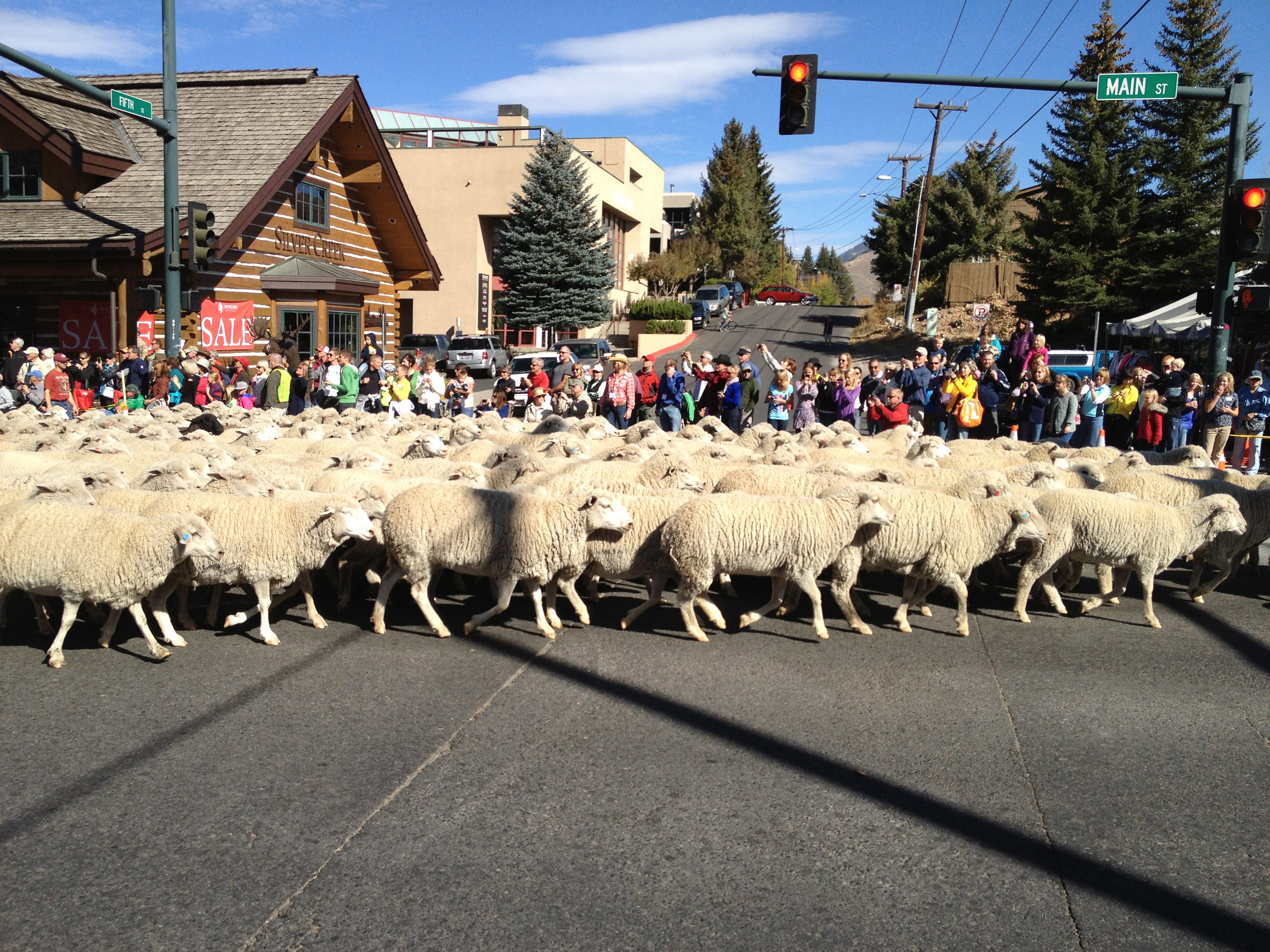 The Trailing of the Sheep